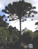 Araucária