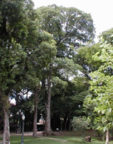 Angico Branco