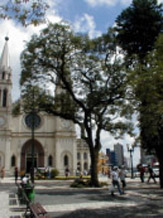 Ipê